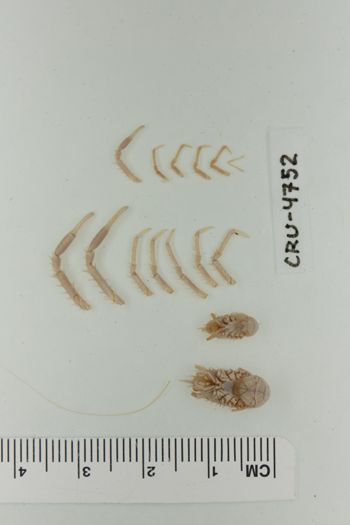 Media type: image;   Invertebrate Zoology CRU-4752 Description: Preserved specimen.;